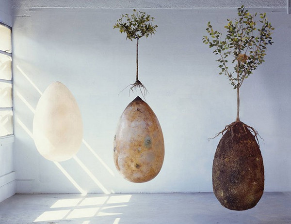 Picture 1 of Dead people incarnate in green trees thanks to egg coffins
