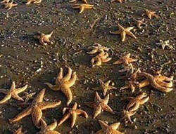 Picture 1 of Dead waters are spreading