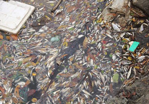 Picture 1 of Deadly marine fish died along 4 central provinces