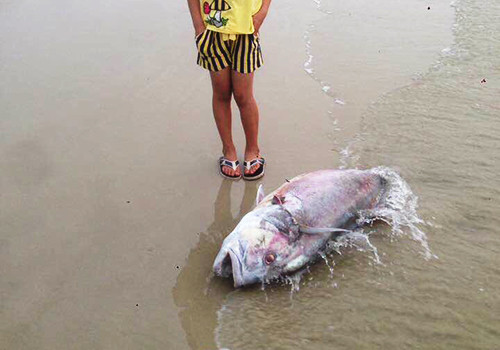 Picture 3 of Deadly marine fish died along 4 central provinces