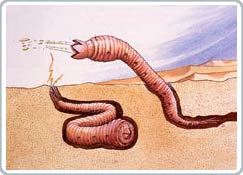 Picture 1 of Death deep in Mongolia