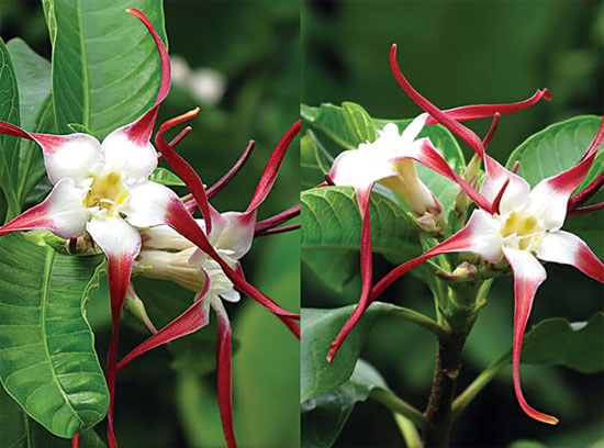 Picture 5 of Death in the flowers around us