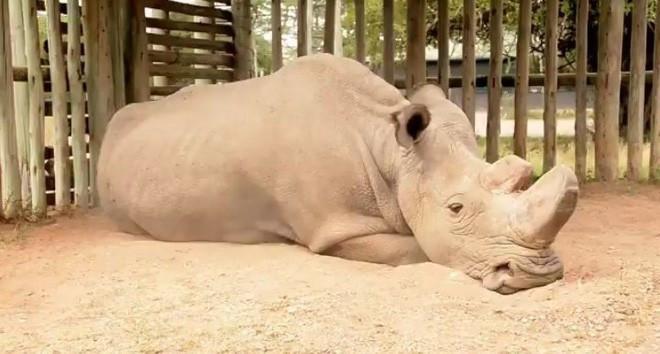 Picture 1 of Death of Sudanese white rhino and warning to all humanity