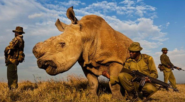 Picture 2 of Death of Sudanese white rhino and warning to all humanity