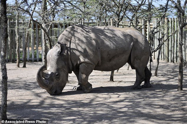 Picture 3 of Death of Sudanese white rhino and warning to all humanity