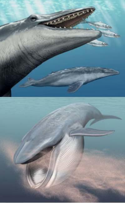Picture 1 of Decay at the molecular level of genes regulating enamel in toothless animals