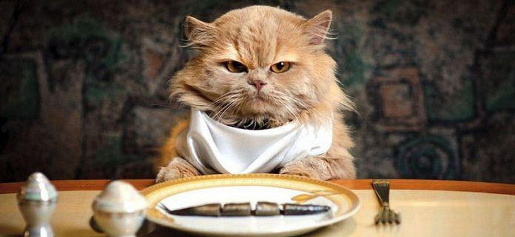 Picture 4 of Decipher mystery: Is it true that cats like to eat fish?
