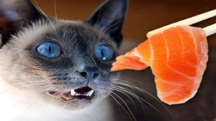 Picture 5 of Decipher mystery: Is it true that cats like to eat fish?