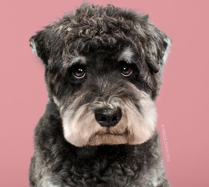 Picture 6 of Decipher the habit of someone who loves dogs also do it every time he sees a puppy