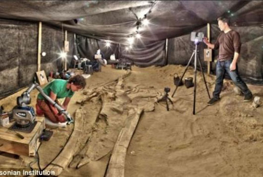 Picture 1 of Decipher the mysterious death at the 9 million year old whale cemetery
