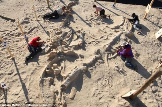 Picture 2 of Decipher the mysterious death at the 9 million year old whale cemetery