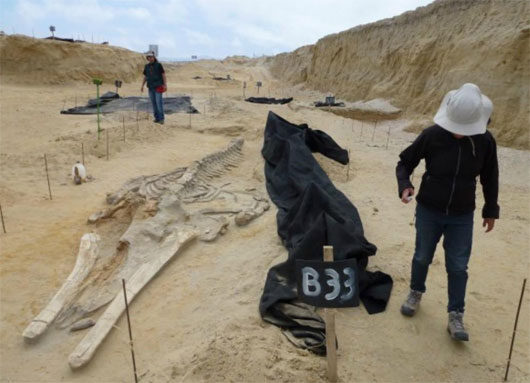 Picture 3 of Decipher the mysterious death at the 9 million year old whale cemetery
