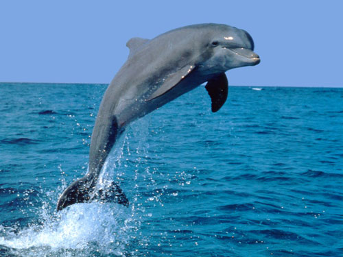 Picture 1 of Decipher the mysterious language of dolphins