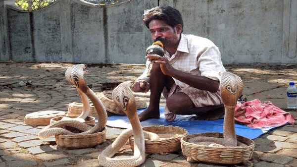 Decipher the secret behind the cobra control magic with the trumpet of the Indian snake witch images 4