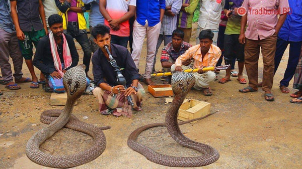 Decipher the secret behind the cobra control magic with the trumpet of the Indian snake witch images 5