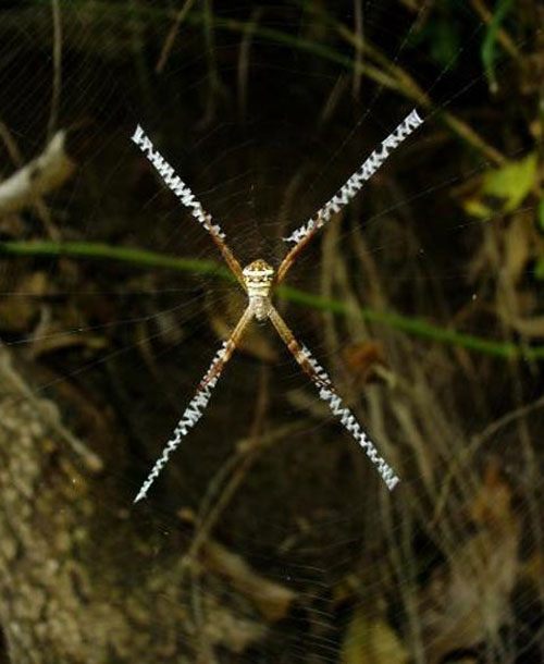 Picture 1 of Decipher the secret of spider web