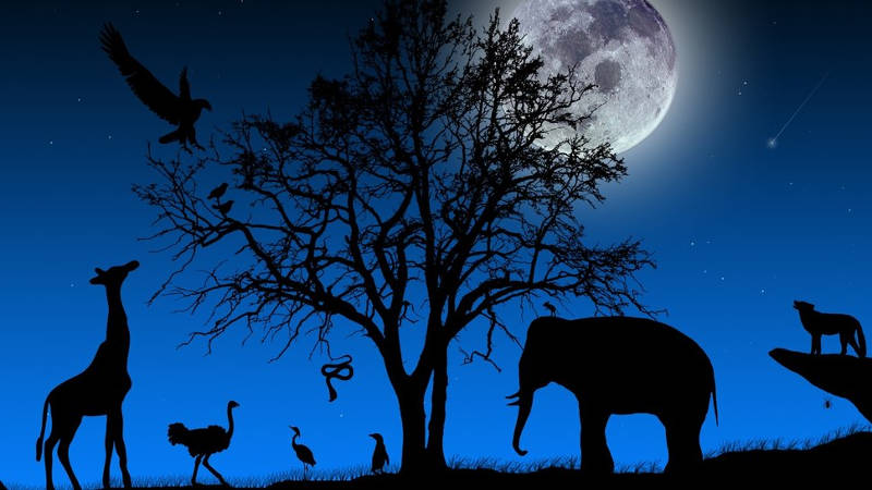 Picture 10 of Deciphering 7 rumors - building nape hairs around the full moon