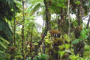 Picture 1 of Decode mystery why tropical forests are more species than temperate