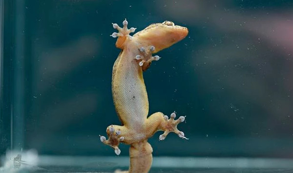 Picture 3 of Decode the ability to climb walls of geckos