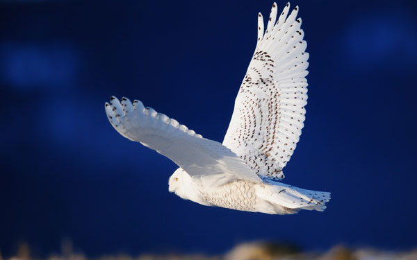 Picture 1 of Decode the ability to fly invisibility in the owl