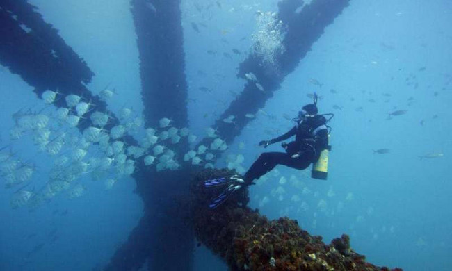 Picture 2 of Decode the disguise of fish