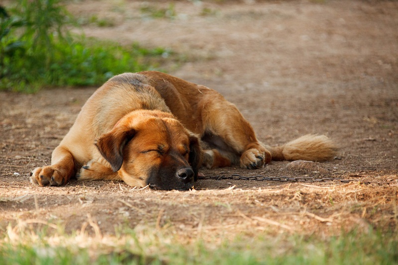 Picture 3 of Decode the dream of a dog