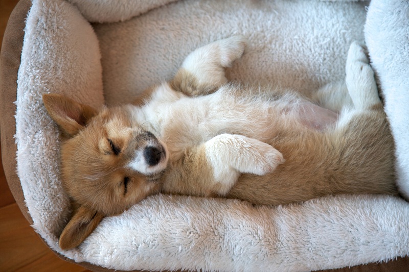 Picture 4 of Decode the dream of a dog