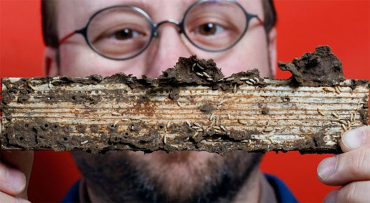 Picture 1 of Decode the genetic genome of the termite