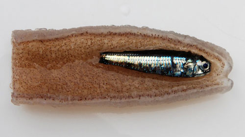 Picture 6 of Decode the sea monsters 'alien'