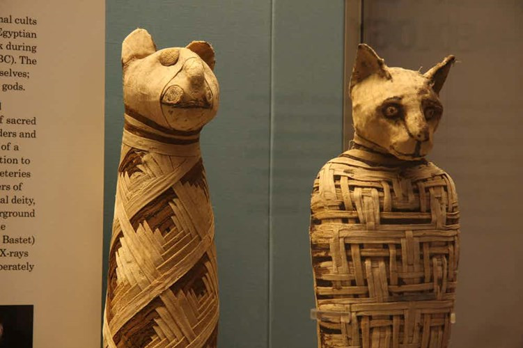 Picture 8 of Decode the secret secret of the Egyptian mummy