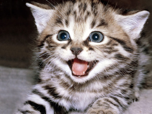 Picture 1 of Decode the stripes on the cat's fur