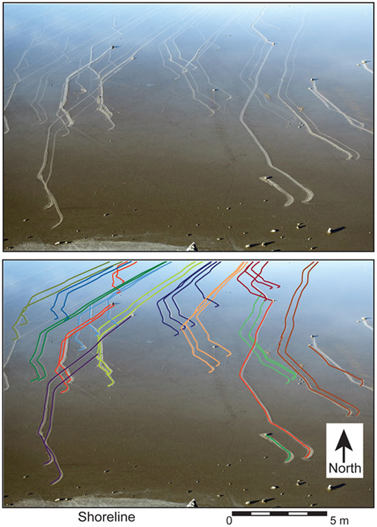 Picture 3 of Decoded the walking stone in the Death Valley