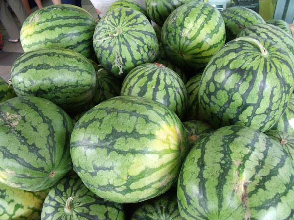 Picture 1 of Decoded the watermelon genome