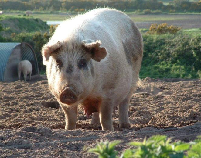 Picture 1 of Decoding genes for breeding pigs for medicine and livestock