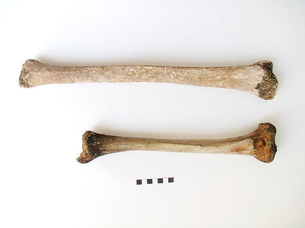 Picture 1 of Decoding giant bones in Italy