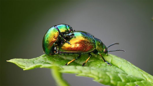 Picture 1 of Decoding homosexual behavior in insects