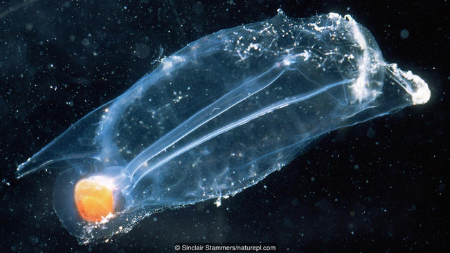 Picture 4 of Decoding horror phenomenon: Animals feed themselves
