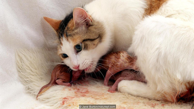 Picture 8 of Decoding horror phenomenon: Animals feed themselves