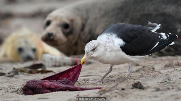 Picture 9 of Decoding horror phenomenon: Animals feed themselves