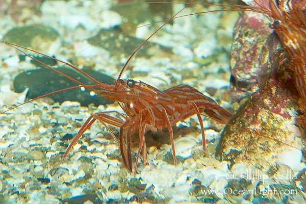 Picture 1 of Decoding shrimp phenomenon