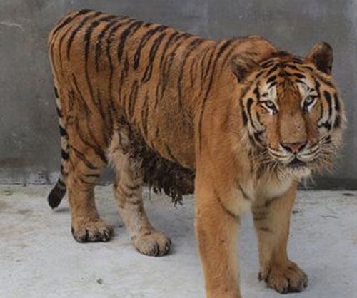 Picture 1 of Decoding the gene of the big cat family line