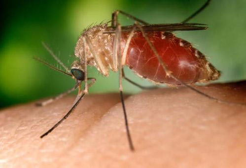 Picture 1 of Decoding the genome of the mosquito species Quinquefasciatus