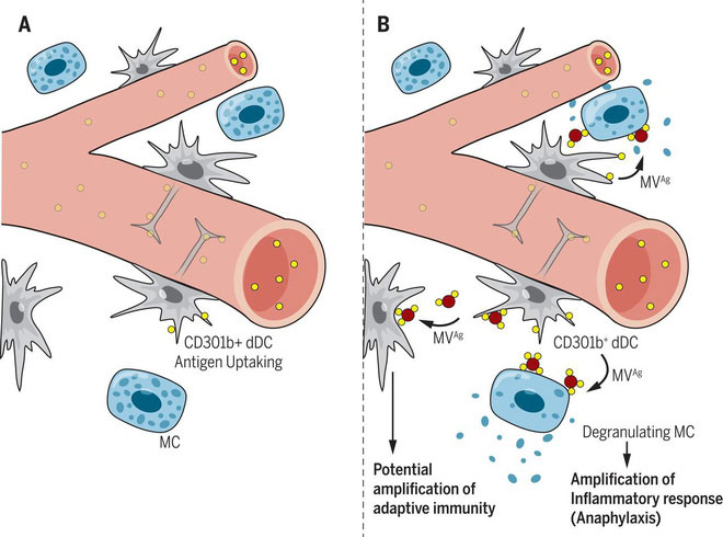 Picture 2 of Decoding the mystery of allergies and anaphylaxis: What has knocked down the body in just a few minutes?
