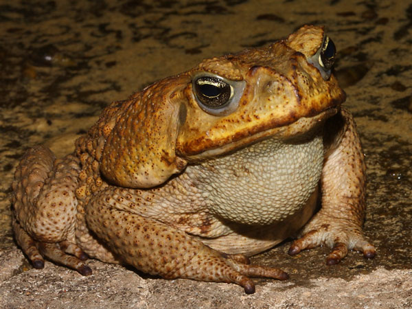 Picture 1 of Decoding the sixth senses of animals