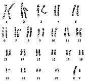 Picture 1 of Decoding the whole gene, will people be immortal?