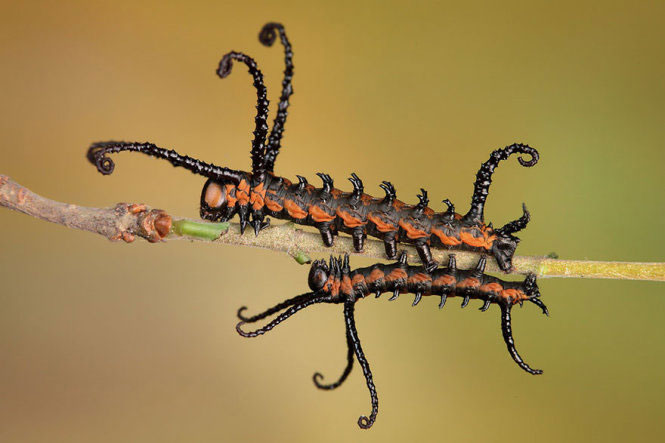 Picture 1 of Deep beams of 'molting' spectacular butterflies