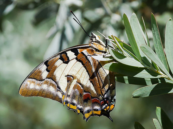 Picture 10 of Deep beams of 'molting' spectacular butterflies