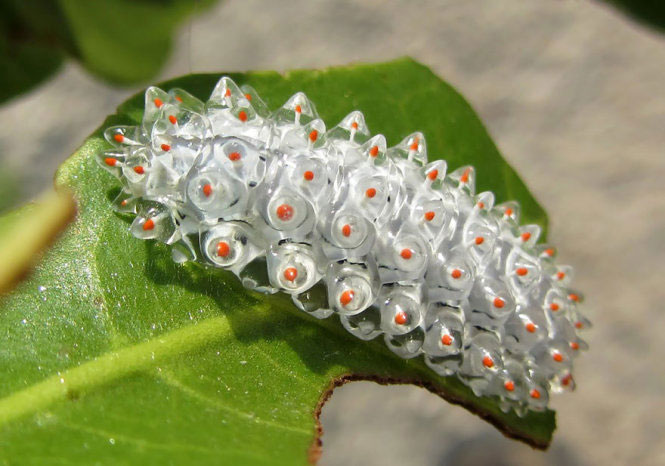 Picture 11 of Deep beams of 'molting' spectacular butterflies