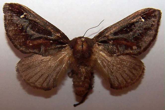 Picture 14 of Deep beams of 'molting' spectacular butterflies