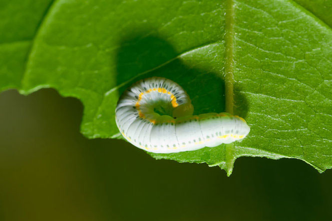 Picture 15 of Deep beams of 'molting' spectacular butterflies